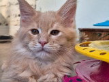 Chaton Maine Coon mâle crème polydactyle LOOF à vendre