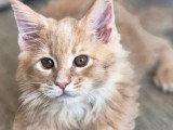 Chaton Maine Coon mâle crème polydactyle LOOF à vendre