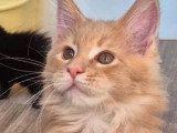 Chaton Maine Coon mâle crème polydactyle LOOF à vendre