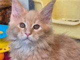 Chaton Maine Coon mâle crème polydactyle LOOF à vendre