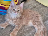 Chaton Maine Coon mâle crème polydactyle LOOF à vendre