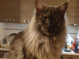 Chat Maine Coon black smoke inscrit au LOOF disponible saillie