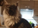 Chat Maine Coon black smoke inscrit au LOOF disponible saillie