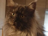 Chat Maine Coon black smoke inscrit au LOOF disponible saillie