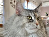 Chatte Maine Coon LOOF black silver tortie ticked tabby à vendre