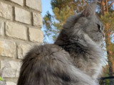 Chatte Maine Coon LOOF black silver tortie ticked tabby à vendre