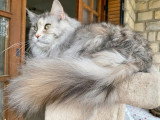 Chatte Maine Coon LOOF black silver tortie ticked tabby à vendre