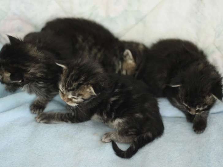 5 chatons Maine Coon mâles à réserver inscrits au LOOF