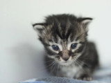 5 chatons Maine Coon mâles à réserver inscrits au LOOF