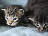 5 chatons Maine Coon mâles à réserver inscrits au LOOF