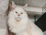4 chats Maine Coon reproducteurs LOOF disponibles pour saillie