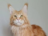 4 chats Maine Coon reproducteurs LOOF disponibles pour saillie