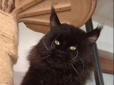 4 chats Maine Coon reproducteurs LOOF disponibles pour saillie