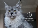 4 chats Maine Coon reproducteurs LOOF disponibles pour saillie
