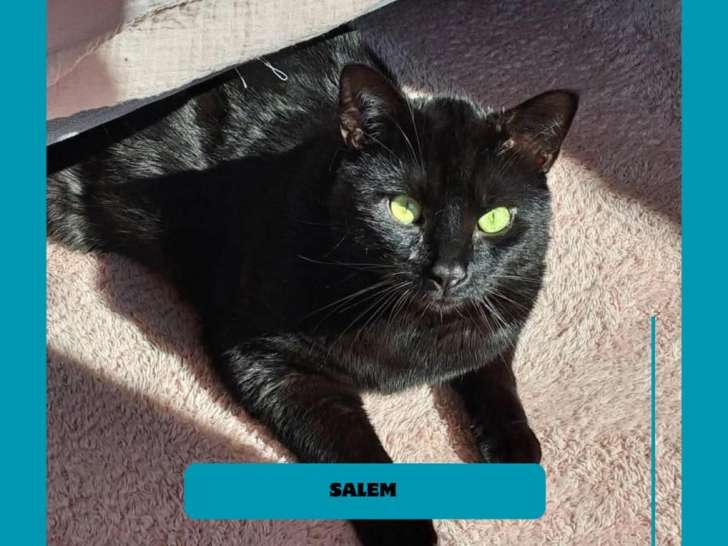 Salem, chat débordant d'amour à adopter en association