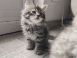 Chatonnes Sibérien neva masquerade LOOF à vendre