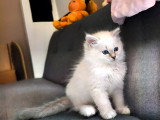 Chatonnes Sibérien neva masquerade LOOF à vendre