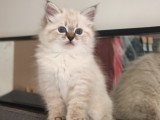 Chatonnes Sibérien neva masquerade LOOF à vendre