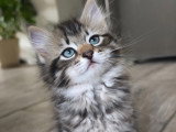 Chatonnes Sibérien neva masquerade LOOF à vendre
