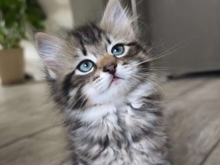 Chatonnes Sibérien neva masquerade LOOF à vendre
