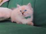 Chatonnes Sibérien neva masquerade LOOF à vendre