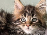Deux chatons femelles Maine Coon LOOF de février 2026 disponibles à la vente