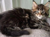 Deux chatons femelles Maine Coon LOOF de février 2026 disponibles à la vente