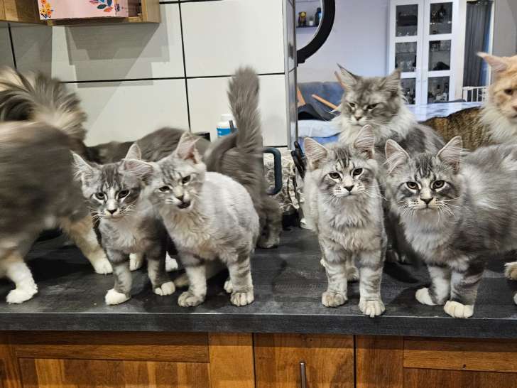 Chatons mâles Maine Coon LOOF à vendre