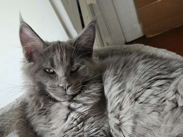 Chatons mâles Maine Coon LOOF à vendre