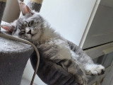 Chatons mâles Maine Coon LOOF à vendre