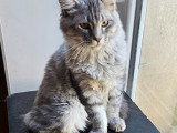 Chatons mâles Maine Coon LOOF à vendre