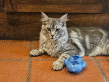 Chatons mâles Maine Coon LOOF à vendre