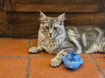 Chatons mâles Maine Coon LOOF à vendre