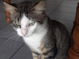 Simba, adorabel chat à adopter en association