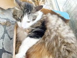 Simba, adorabel chat à adopter en association