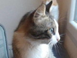 Simba, adorabel chat à adopter en association
