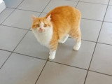 Bébé Chat, chat roux et blanc à adopter en association