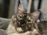 Chatte Maine Coon adulte de 2020 à vendre LOOF