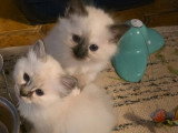 4 chatons Sacré de Birmanie LOOF à réserver, né en mars 2026