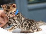 Réservation 4 chatons Bengal LOOF rosettes 2 mâles 2 femelles de mars 2026