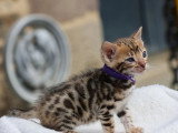 Réservation 4 chatons Bengal LOOF rosettes 2 mâles 2 femelles de mars 2026