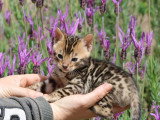 Réservation 4 chatons Bengal LOOF rosettes 2 mâles 2 femelles de mars 2026