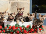 5 chatons Bengal LOOF nés en mars 2026 à réserver