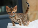 5 chatons Bengal LOOF nés en mars 2026 à réserver