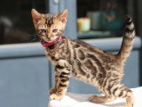 5 chatons Bengal LOOF nés en mars 2026 à réserver