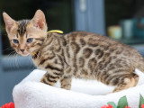 5 chatons Bengal LOOF nés en mars 2026 à réserver