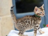 5 chatons Bengal LOOF nés en mars 2026 à réserver