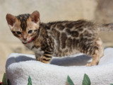 5 chatons Bengal LOOF nés en mars 2026 à réserver