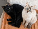 Mira et Mirane, deux chats à adopter ensemble en association