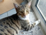 Charly, chaton à adopter en association